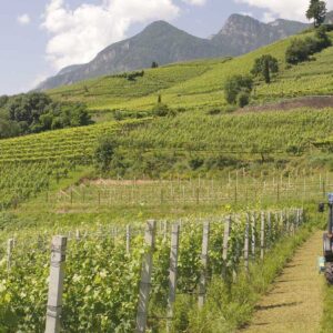 Landini Rex4 V Schmalspurtraktor kaufen